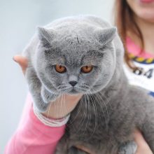Parodoje – tituluočiausios Lietuvos katės