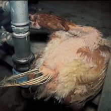 Vaizdai šokiruoja: paukštynuose auginamos vištos laikomos baisiomis sąlygomis