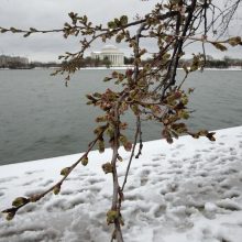 Vašingtone dėl šalčio atidėta vyšnių žydėjimo šventė