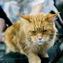 Kačių paroda „Baltic Winner CAT show“