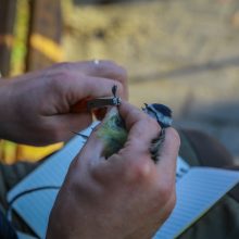 Ornitologai klaipėdiečiams padėjo suprasti paukščių migraciją