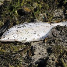 Klaipėdiečiai stebisi: pajūryje – dešimtys negyvų žuvų