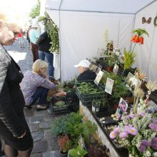 Joninių mugė paskendo žolynuose