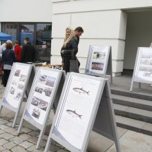 Žvejai miestiečiams dovanojo šventę