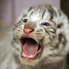 Klaipėdos zoologijos sode gimė baltosios tigriukės