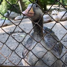 Prieš Zoologijos sodo uždarymą rekonstrukcijai – lankytojų antplūdis
