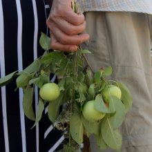 Žolinė Rumšiškėse: gėlynais kvepiančios mišios, kermošius ir lietuviškos tradicijos