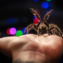 Vienišas: voras paukštėda – Vilijos pageidauta dovana gimtadienio proga. 