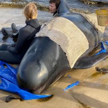 Nugaišo 380 Tasmanijos pakrantėje įstrigusių delfinų