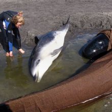 Tasmanijos pakrantėje įstrigo šimtai delfinų
