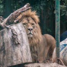 Zoologijos sode – jubiliejinio gimtadienio siautulys