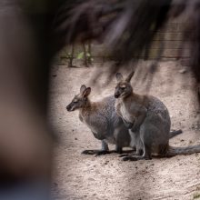 Zoologijos sode – jubiliejinio gimtadienio siautulys