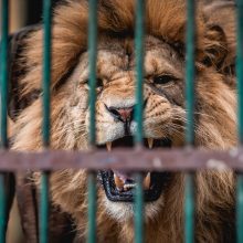 Lietuvos zoologijos sode liūtai šventė savo dieną