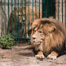 Lietuvos zoologijos sode liūtai šventė savo dieną