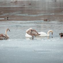 Suskaičiavo, kiek ir kokių vandens paukščių žiemoja Kaune