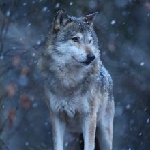 ES nori leisti sumedžioti daugiau vilkų