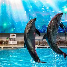 Jautrus kalėdinis delfinų pasirodymas apie stebuklingą kelionę gelbėti tirpstančius ledynus