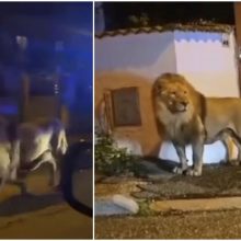 Panika Italijos gatvėse: iš cirko pabėgęs liūtas gąsdino vietos gyventojus