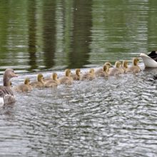 Latvijoje patvirtintas pirmasis šiemet paukščių gripo atvejis