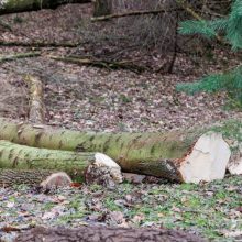 Seimo nariams įteikta peticija dėl plynų kirtimų ribojimo: dabartinė miškų situacija šokiruoja