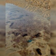 Neringoje – išgąstis dėl žuvusių medūzų: sunerimo dėl ekologinės būklės