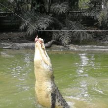 Plėšrūnai: Malaizijoje potvyniai krokodilus neretai išplukdo į krantą. Tada jų gelbėti atvyksta gaisrininkai.