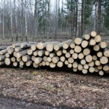 Miškų urėdijos vadovas: šiemet pateiksime 700 tūkst. kubų daugiau medienos biokurui