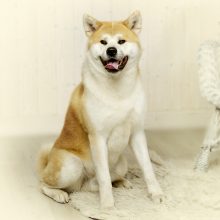Veislė: Akita Inu – šuo, kuris nori būti mylimas ir gerbiamas, o atsidėkoja dvigubai didesne meile, ištikimybe ir bučiniais.