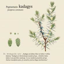 Nauda: knygoje supažindinama su viduramžių vienuolės, mistikės, gydytojos, filosofės biografija, mokymu ir kone trimis dešimtimis Lietuvoje augančių augalų.