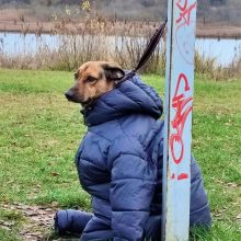 Šunį su žmogaus striuke pamatę internautai pašėlo: metų nuotrauka!