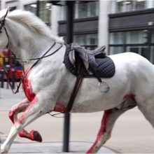 Londono gatvėse blaškėsi kariuomenės žirgai: du iš jų yra rimtos būklės