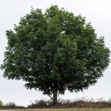 Vėl renkamas Lietuvos metų medis
