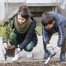 Vilniaus bendruomenėms dovanojama 2800 krūmų sodinukų
