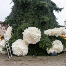 Atskleidė Kauno eglutės įžiebimo šventės akcentus