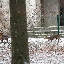 Kalėdinės dovanos pradžiugino Zoologijos sodo gyventojus <span style=color:red;>(nuotraukų galerija)</span>