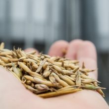 Asociacija: lietuviškų grūdų derlius šiemet mažėjo 4 proc. iki 7 mln. tonų 