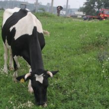 Pieno supirkimo kaina lapkritį augo