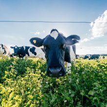 ŽŪM siūloma ES paramos pieno ūkiams skirstymo tvarka ūkininkų netenkina