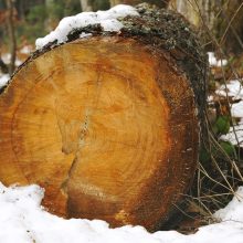 Miškų tarnyba: iki gruodžio išduoti leidimai kirsti mišką nebus naikinami