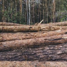 Seimui bus teikiama rezoliuciją, raginanti stabdyti Valstybinės miškų urėdijos pertvarką