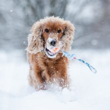 Penki veterinarės patarimai, kurie padės pasirūpinti savo augintiniu žiemą