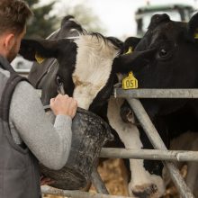 ŽŪM: 10,66 mln. eurų ES parama – ūkiams, gaunantiems iki 40 centų už litrą pieno