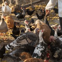 Dėl paukščių gripo Lietuvai laikinai užsivėrė Taivano rinka