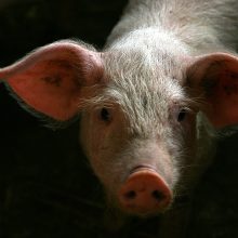 Kiaulių supirkimo kaina pirmąjį pusmetį didėjo
