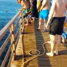Paaiškėjo kraupių detalių apie ryklių pražudytas moteris: gelbėtojai tik juokėsi iš turistų