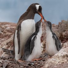 Statistika: atšiauri gamta šiems paukščiams negailestinga – pingvinų jauniklių Antarktidoje išlieka vos apie 20 proc.