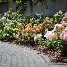 Rožių apsuptyje atidaromas XVIII tarptautinis Ch. Frenkelio vilos vasaros festivalis