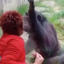 Moteris zoologijos sode užmezgė romaną su šimpanze: teko įsikišti tarnyboms