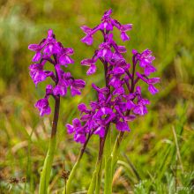 Užfiksavo brakonierių pėdsakus: iš gamtos masiškai vagiamos orchidėjos