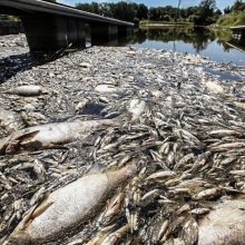 Tragedija: Oderyje – ištisi plotai dvokiančių žuvų.
